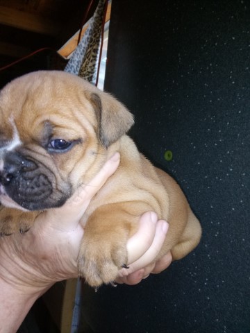 English/Olde English female pups