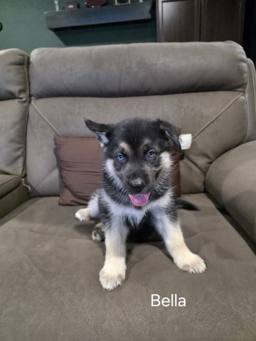 Shepsky Puppies For Sale- German Shepherd Siberian Husky Mix
