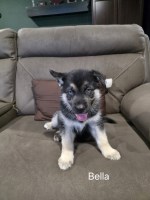 Shepsky Puppies For Sale- German Shepherd Siberian Husky Mix German Shepherd Dog for sale/adoption