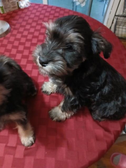 Miniature Schnauzer puppy for sale + 67041