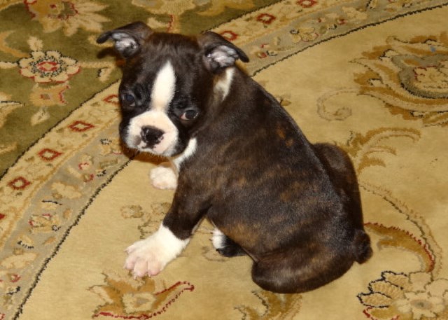 Boston Terrier puppy dog for sale in Anderson, South Carolina