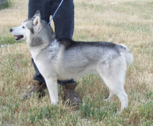 Champion Siberian husky needing a home