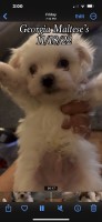 Georgia Maltese’s Maltese for sale/adoption