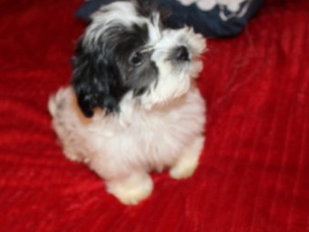 Shih tzu - Havanese   Logan