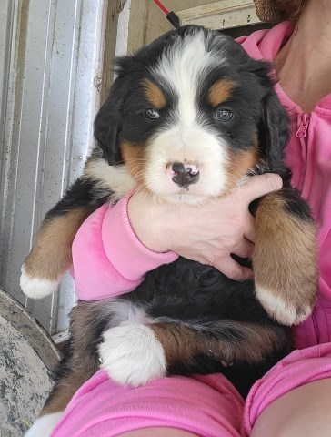 Bernese Mountain pup Jocelyn