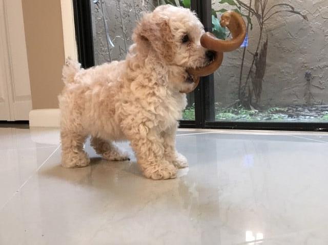 Poodle Toy puppy for sale + 49331