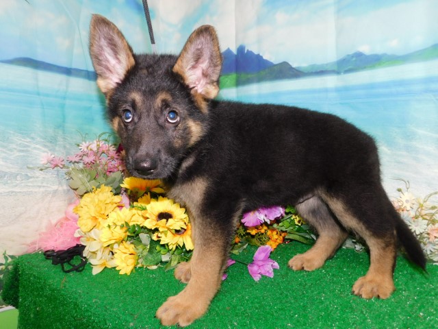German Shepherd Dog puppy for sale + 63565