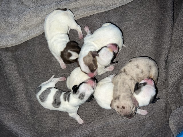 Miniature Dachshund puppies in time for Christmas