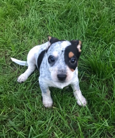 Australian Cattle Dog puppy for sale + 62788