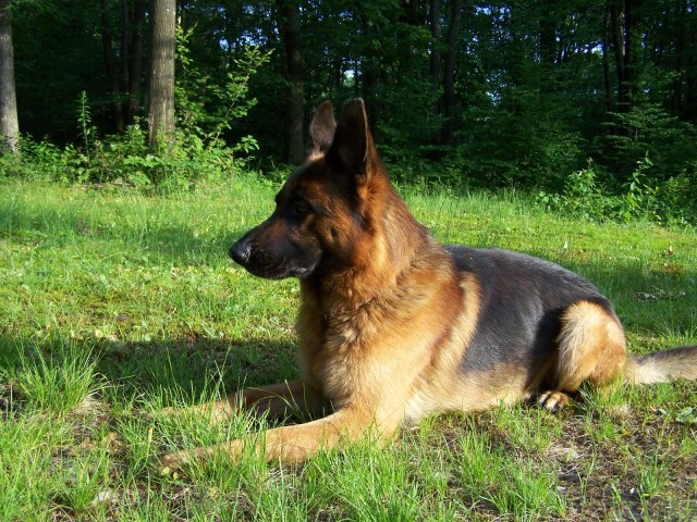 German Shepherd Dog puppy dog for sale in Johnstown
