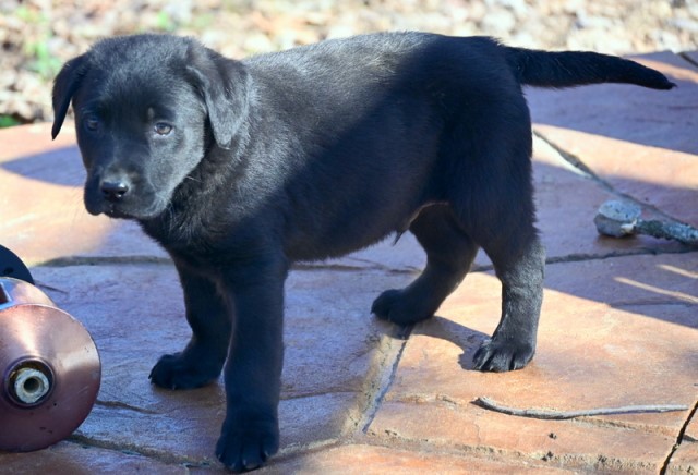 Labrador Retriever puppy for sale + 64573