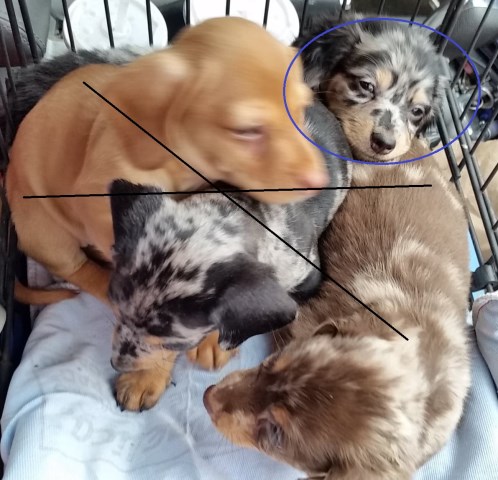 Male CKC Mini Dachshund Puppy Black/Silver Dapple Longhair