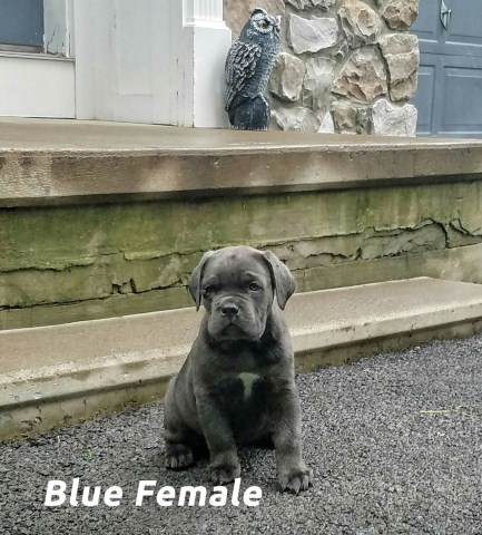 corso puppies for sale in va corso italian mastiff puppies available corso puppy for sale in corso puppies for sale in va corso italian mastiff puppies available corso puppy for sale in