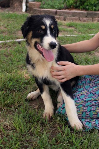 Australian Shepherd Dog puppy for sale + 62251