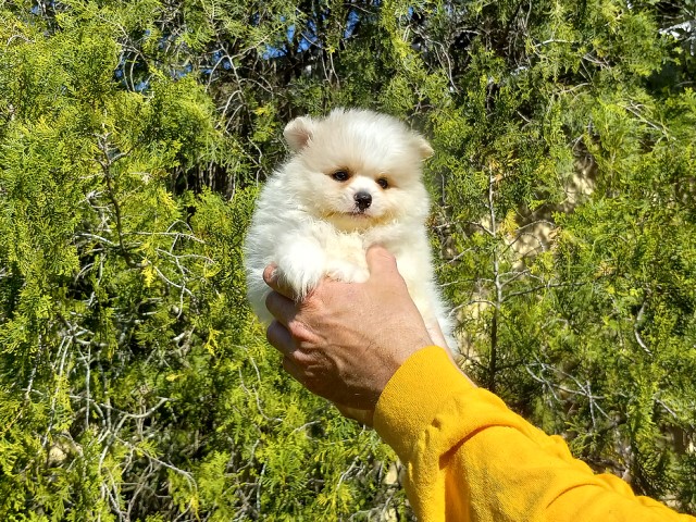 Pomeranian puppy for sale + 65886