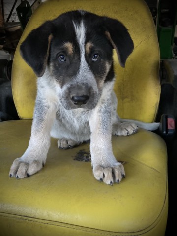 Windsor a adorable Heeler, Lab cross puppy