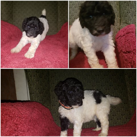 Poodle Standard puppy for sale + 54024