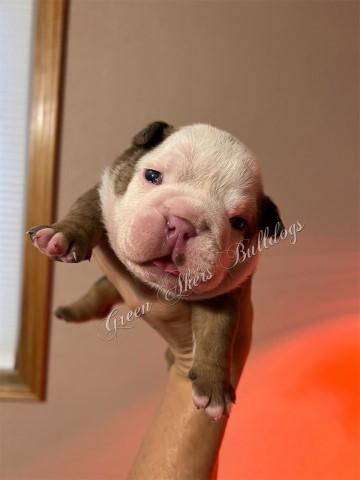 English Bulldog, F, Red MERLE GIRL