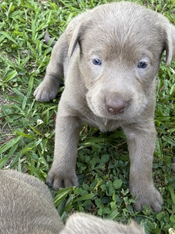 Labrador Retriever puppy for sale + 62901