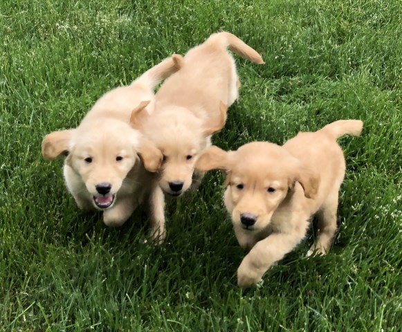 8 week old AKC Golden retriever puppies