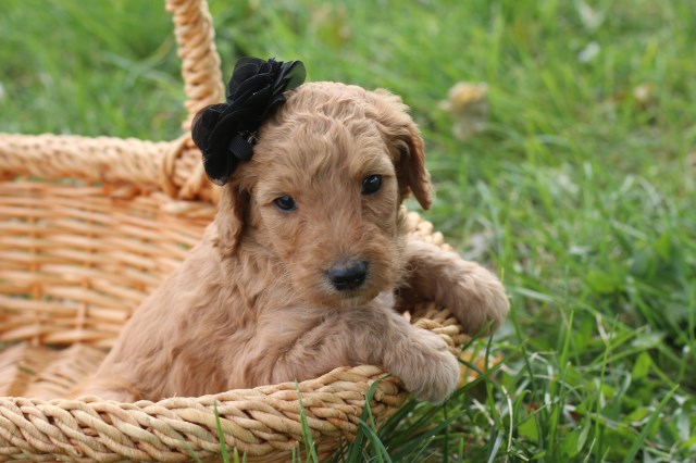 Akc standard poodle puppies