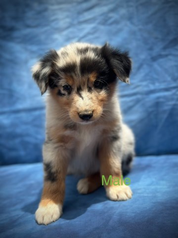 Australian shepherd puppies