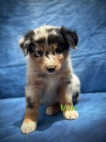 Australian shepherd puppies Australian Shepherd Dog for sale/adoption