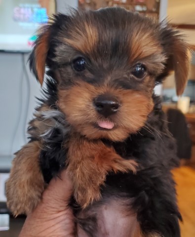 Gage. Yorkshire Terrier  male