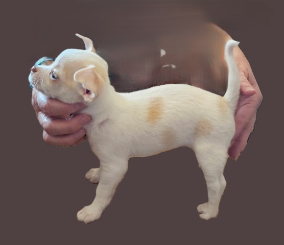 Chihuahua puppy for sale + 66836