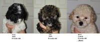 miniature poodles. Poodle Miniature for sale/adoption