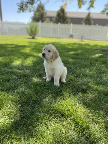 Golden Retriever puppy dog for sale in Sidney, Nebraska