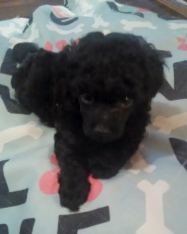 Ch.sired toy Poodle puppies