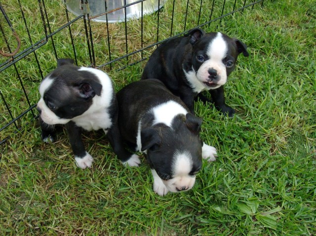 Boston Terrier puppy for sale + 61742