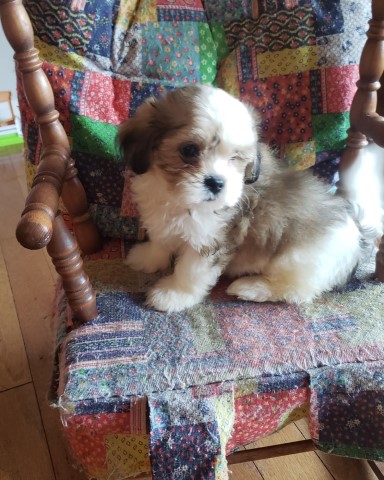 Shih Poo puppy for sale + 61955