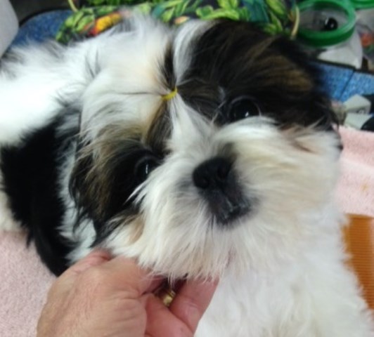 Shih Tzu puppy for sale + 56446