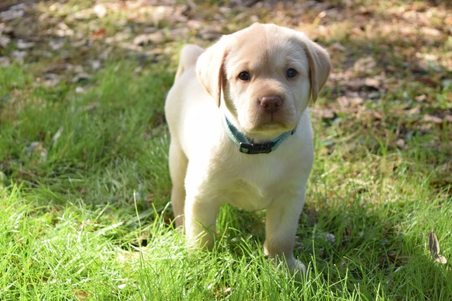 AKC Yellow Lab Puppies! ~ Ready Christmas Day~ Family Raised