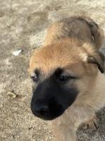 Germán Shepard puppies German Shepherd Dog for sale/adoption
