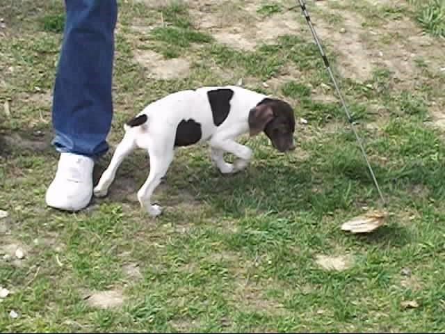 German Shorthaired Pointer puppy for sale + 56170