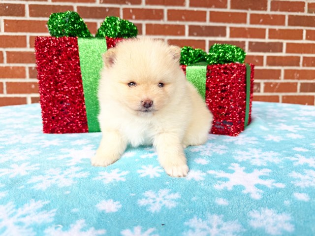 Pomeranian puppy for sale + 66915