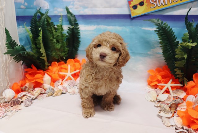 Poodle Toy puppy for sale + 53392