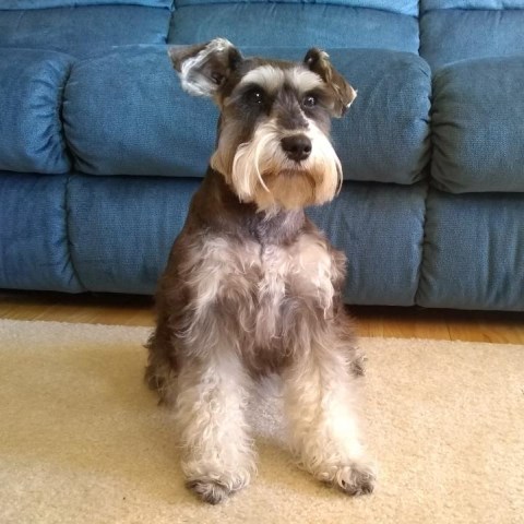 UPDATED:  Expecting Miniature Schnauzer puppies to be born April/July of 2022