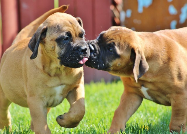 Bullmastiff Male Pups for Sale ~ Buffalo, NY