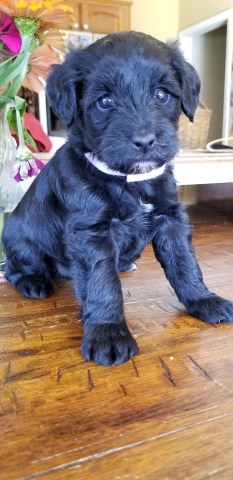 Schnoodle puppy for sale + 53757