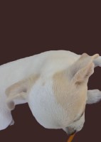 Two AKC Chihuahuas Females Chihuahua for sale/adoption