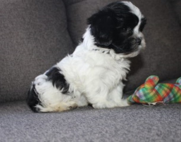 Shih Tzu puppy for sale + 66362