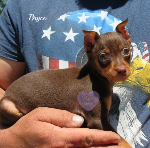 Miniature Pinscher puppy for sale + 60556