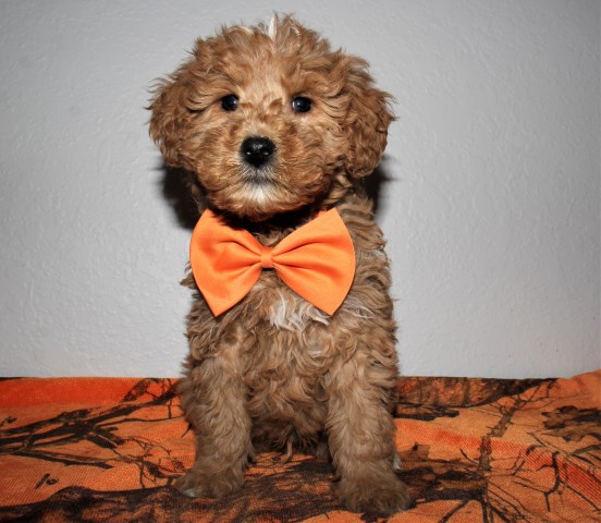Goldendoodle puppy for sale + 60066
