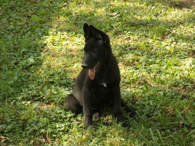 14 week old Black German Shepherd male