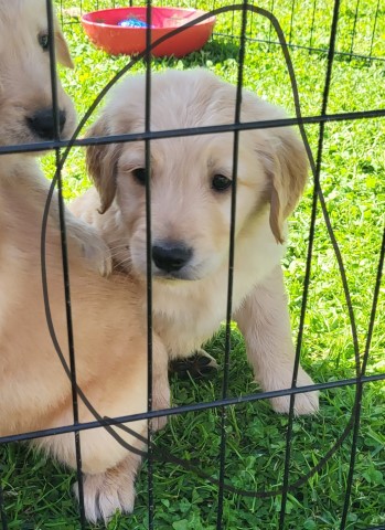 AKC Golden Retriever Males