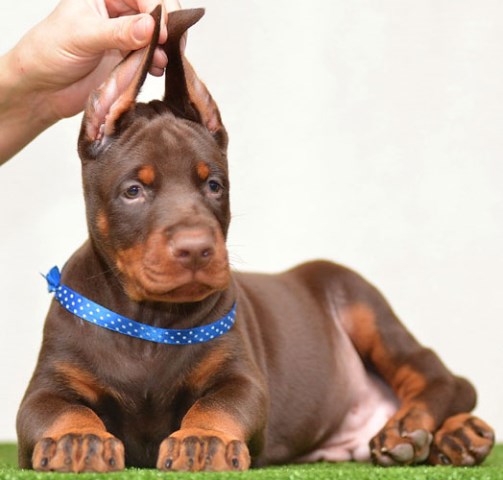 European doberman puppies for sale in USA